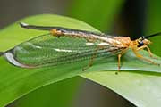 Lacewing (Nymphes myrmeleonides) (Nymphes myrmeleonides)